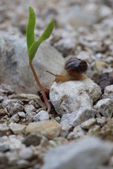 Snail on a rock