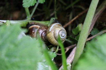 snail on leaf