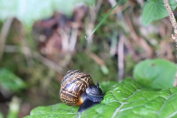 snail on leaf