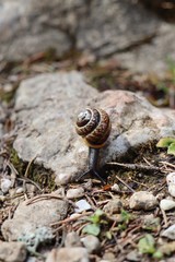 snail on stone 