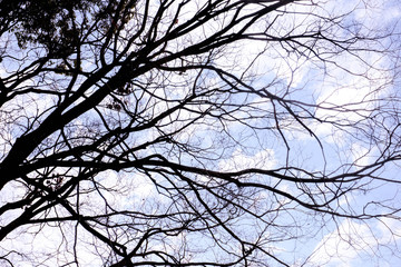 Silhouette of tree branches on clouds and bright blue sky background.