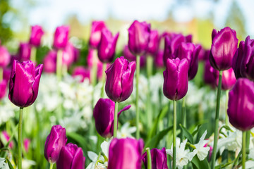 Colorful purple tulips and white narcissus in garden close up