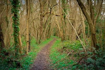 Woodland Path