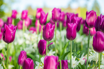 Colorful purple tulips and white narcissus in garden close up