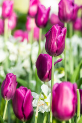 Colorful purple tulips and white narcissus in garden close up