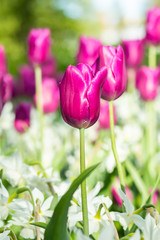 Colorful purple tulips and white narcissus in garden close up
