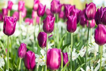 Colorful purple tulips and white narcissus in garden close up