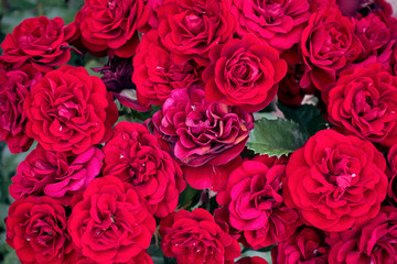 Lots of of scarlet blooming roses. Flower background