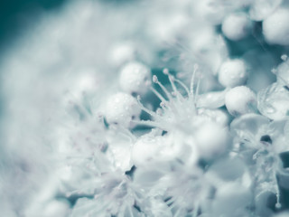 Macrophotography of the Apple blossom. The concept of tenderness and beauty. It's spring.