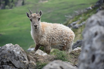 Young ibex in the french alps