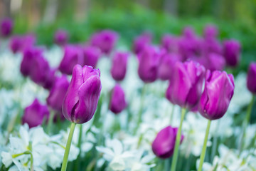Colorful purple tulips and white narcissus in garden close up