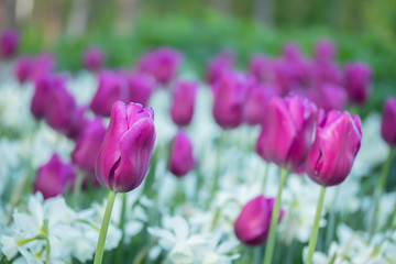 Colorful purple tulips and white narcissus in garden close up