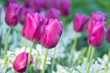 Fototapeta premium Colorful purple tulips and white narcissus in garden close up