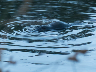 Wild platypus swimming in a pond