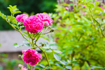 Flowers of climbing roses closeup