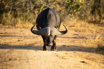 Fototapeta premium Buffalo herd drinking at a local watering hole.