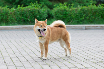 Japanese red dog Shiba Inu playing in nature with toy.