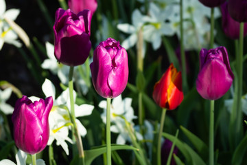 Colorful purple tulips and white narcissus in garden close up