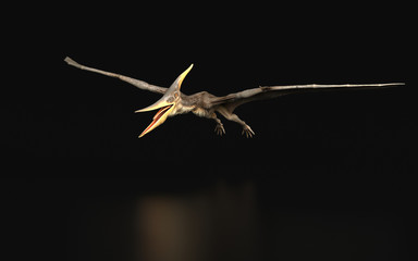 Pteranodon Longiceps Dinosaur flying black background isolated 3d render © bekirevren