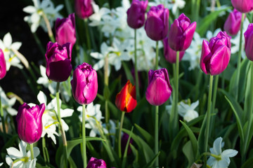 Colorful purple tulips and white narcissus in garden close up