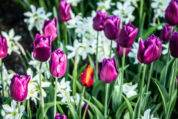Colorful purple tulips and white narcissus in garden close up