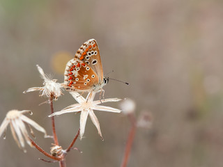 Southern Brown Argus butterfly (Aricia cramera) perched on a plant early in the morning, near Almansa, Spain