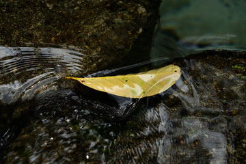 yellow leaf falling into the water