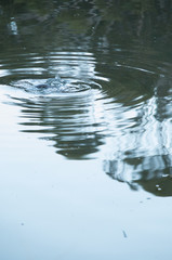 Wild platypus diving underwater in a pond