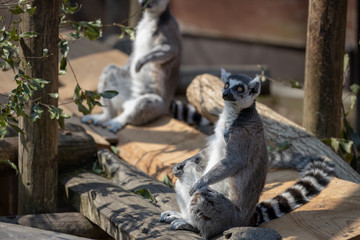 ワオキツネザル / Ring-tailed lemur