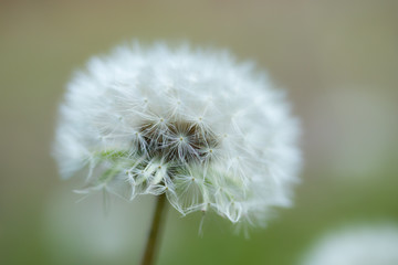 White fluffy dandelion flower on a blurred background.