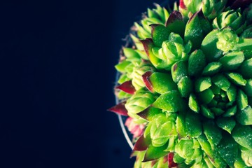 Fototapeta premium Plant Sempervivum tectorum flower detail macro close up succulent with water drops and black background