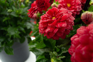 Red Dalia flowers with raindrops in garden