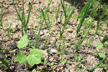 Onion bed growing on black ground garden bed in my organic home garden