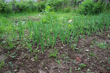 Onion bed growing on black ground garden bed in my organic home garden