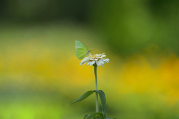 White butterfly on white flower