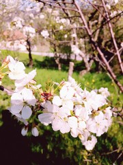 Liguria, Italy - 06/12/2019: An amazing caption of some spring blossom trees with pink white and green  flowers in the village. An amazing background of a clear sky.