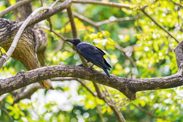 Black crow on tree branches