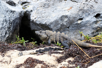 Wild iguana at the beach in Yucatan Mexico