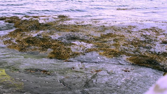 Sea water flushing rock at the beach. Lots of se grases grown on the bottom