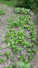 Growing Spinach From Seed in my organic garden, spinach bed