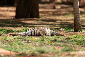 Two fighting iguanas with a bloody face