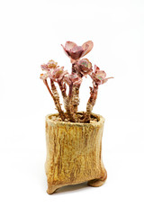 Fleshy plant on white background.