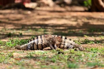 Two fighting iguanas with a bloody face