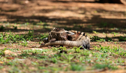 Two fighting iguanas with a bloody face