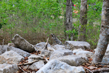 A portrait of a iguana in the jungle of yucatan in mexico