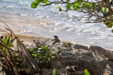 A beautiful iguana at the beach in Tulum in Mexico