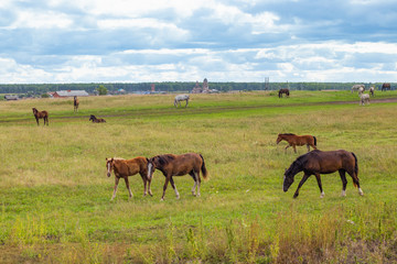 herd of horses grazing in a field in summer