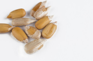 Peeled sunflower seeds isolated on white background.Copy space