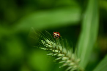 ladybug on a leaf