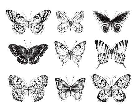 Collection of Hand Drawn black silhouette butterflies. Vector illustration in vintage style.